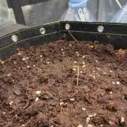 Phil’s 42fastbuds auto RF3 mix pack