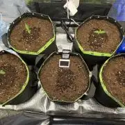 Phil’s 42fastbuds auto RF3 mix pack