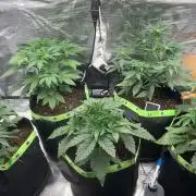 Phil’s 42fastbuds auto RF3 mix pack