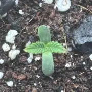 Strawberry gorilla auto gsc and mimosa