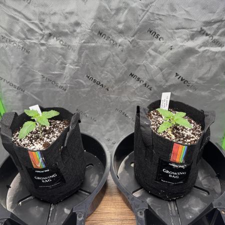 First Grow