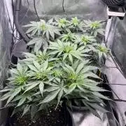 Tarte Tatin Greenhouseseeds (first grow)