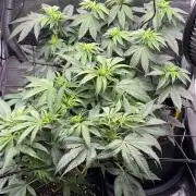 Tarte Tatin Greenhouseseeds (first grow)