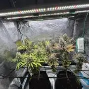 Tarte Tatin Greenhouseseeds (first grow)