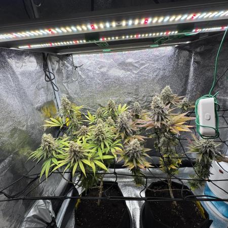 Tarte Tatin Greenhouseseeds (first grow)