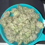 Tarte Tatin Greenhouseseeds (first grow)