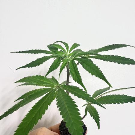 Lumatek Zeus 3.1 + Biobizz full set