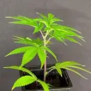 Lumatek Zeus 3.1 + Biobizz full set