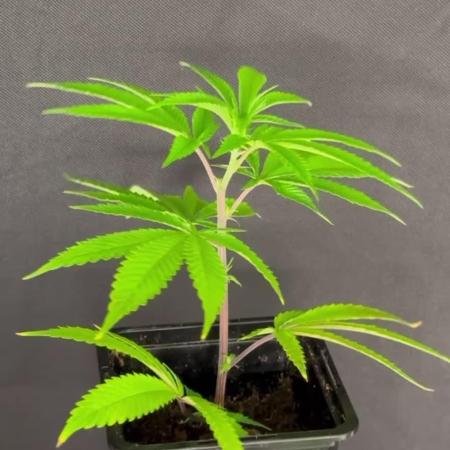 Lumatek Zeus 3.1 + Biobizz full set