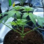 Sour Kush Freebie (2)