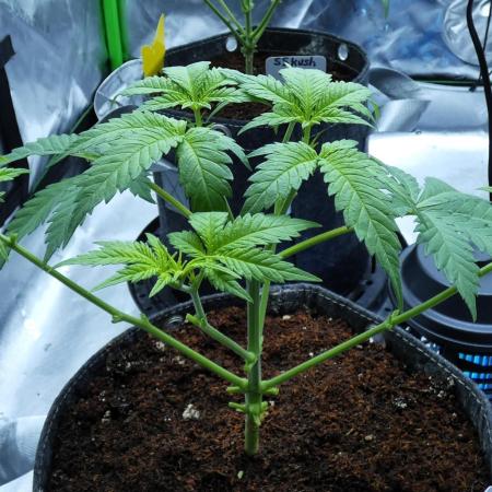 Sour Kush Freebie #2