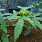 Wyrm Whiskers F1 Hunt