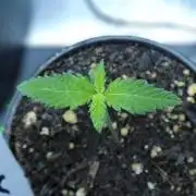 Super Sour Kush #2 - QCS