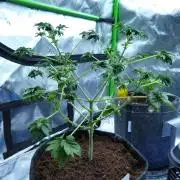 Blueberry Bastard (ABC)