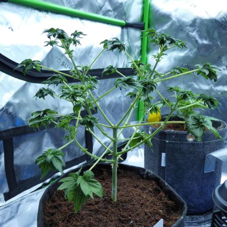 Blueberry Bastard (ABC)