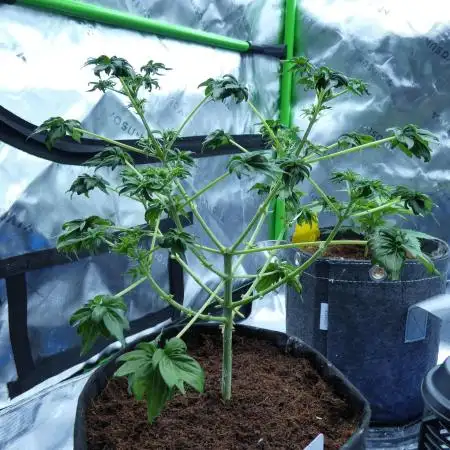 Blueberry Bastard (ABC)