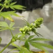 CBD Dragon F3 for pollen