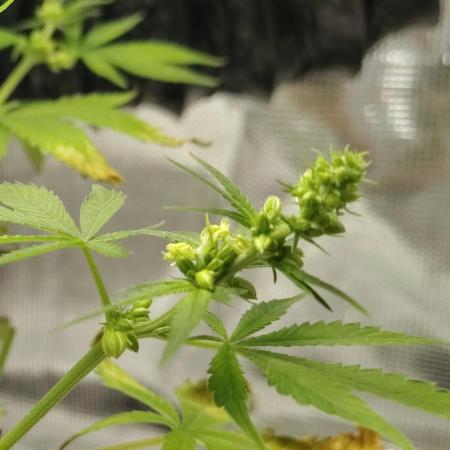 CBD Dragon F3 for pollen