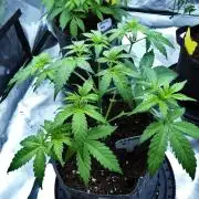 SSKush #1 (White Label) - QCS