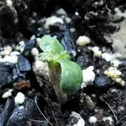 Gelato x GDP (Cheap Seeds) - QCS