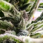 Gelato X GDP for seeds