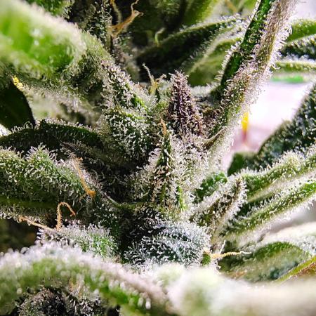 Gelato X GDP for seeds