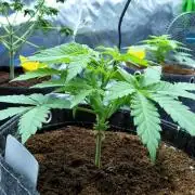 White Label Super Sour #1 - QCS