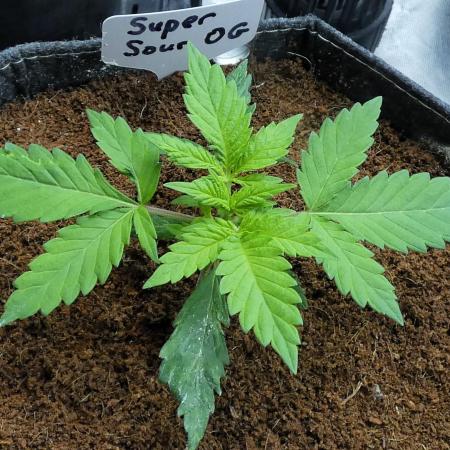 Super Sour Kush #1 - QCS