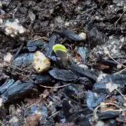 Gelato x GDP (Cheap Seeds) - QCS