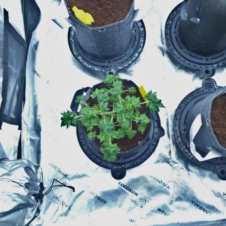 Blueberry Bastard (ABC)