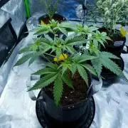 Sour Kush Freebie #2