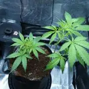 Wyrm Whiskers F1 Hunt