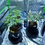 Sour Kush Freebie #1