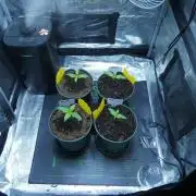 Tiny Hunt #2 - Wyrm Whiskers F1