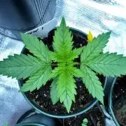 Tiny Hunt #2 - Wyrm Whiskers F1