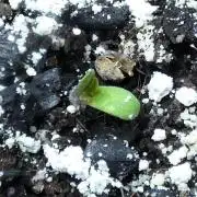 Gelato x GDP (Cheap Seeds) - QCS