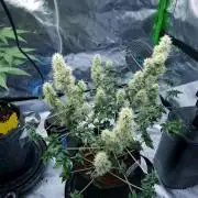 ABC - Blueberry Bastard