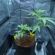 Wyrm Whiskers F1 Hunt