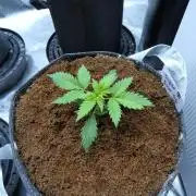 Super Sour Kush #2 - QCS