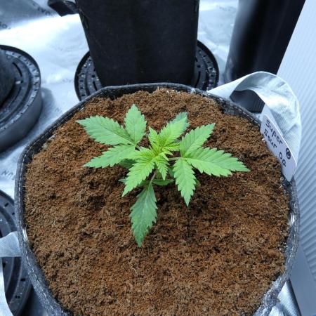 Super Sour Kush #2 - QCS