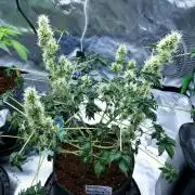 ABC - Blueberry Bastard