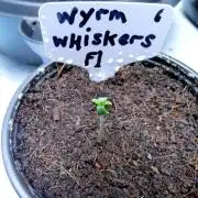 Let's do a Coin Flip