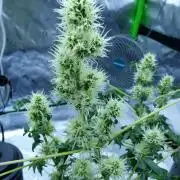 First Time Growing a Bastard