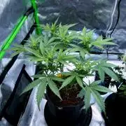 Sour Kush Freebie #1