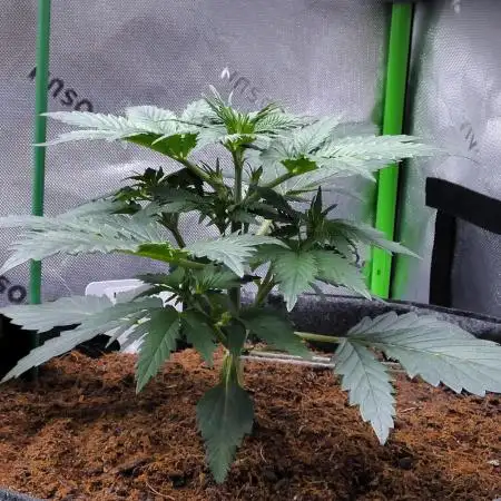 Maverick's Crush F1 (Auto)