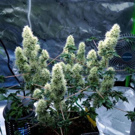 ABC - Blueberry Bastard