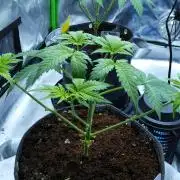 Sour Kush Freebie (2)