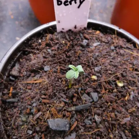 Ravenberry (Auto)