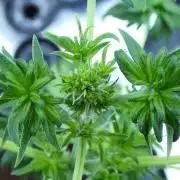 Blueberry Bastard (ABC)