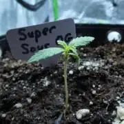 Super Sour Kush #1 - QCS